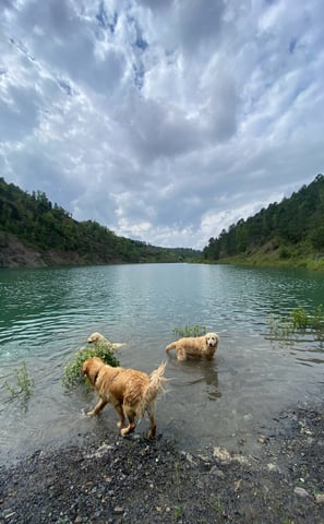 golden retriever qui s'amusent dans l'eau élevage du respechas a alès