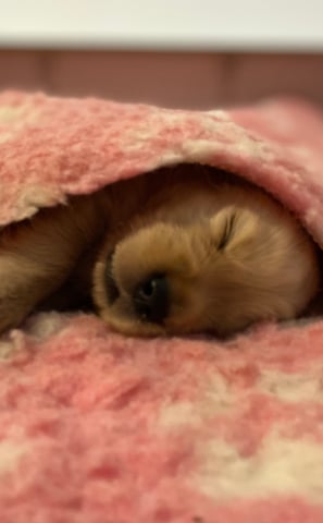 chiot golden retriever sous une couverture