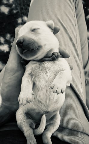 bébé golden retriever qui vient de naitre