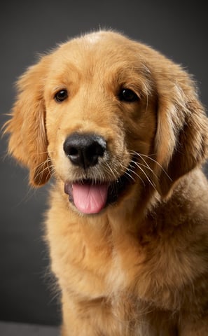 chiot golden retriever qui pose élevage ales