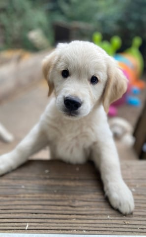 beau chiot golden retriever qui regarde sur planche de bois