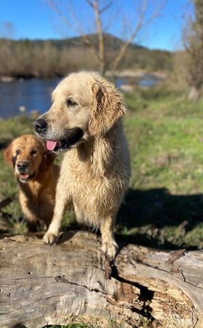 golden retriever en balade sortis de l'eau