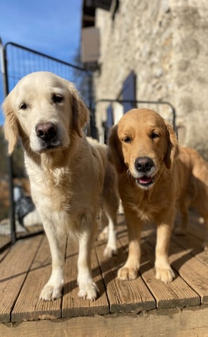 deux golden retriever élevage du respechas ales