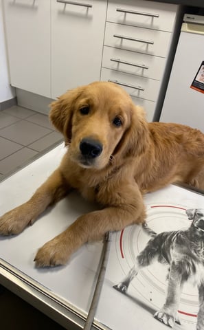 chiot golden retriever chez le vétérinaire a alès