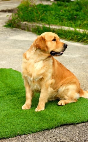 golden retriever sur tapis d'herbe qui regarde derrière 