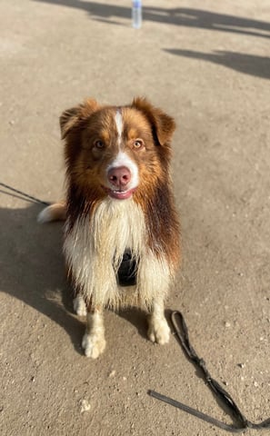 chien heureux en balade a la mer durant son séjour en pension