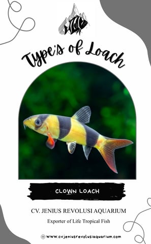 Clown Loach