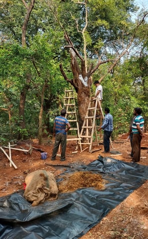 Artificial Trees making for shoot