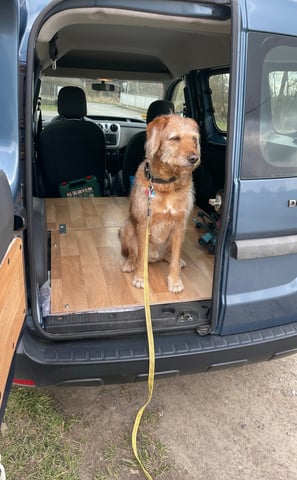 Hund sitzt im Innenraum des Dacia Dokker Campers und blickt neugierig nach draußen – bereit für das 