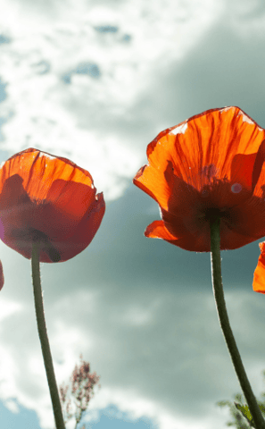 flowers opening in the sunlight can symbolize personal growth and transformation.