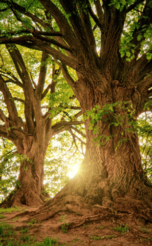 A sturdy tree with visible roots can represent stability, growth and connection to the earth.
