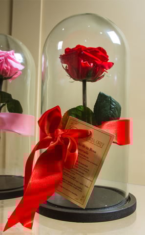 rosas preservadas pereira