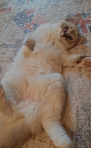 gattina ragdoll sdraiata a pancia in su