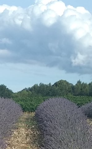champs sous les nuages