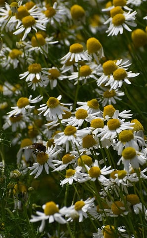 Aromathérapie, la santé au naturel