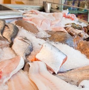a bunch of fish in a display case