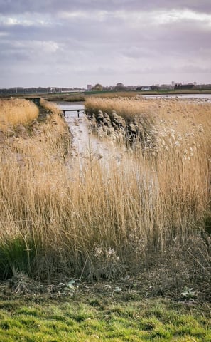 lush green field at Rainham Marshes