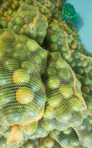 Laranjas ensacas em sacos de linha amarela. Frutas vistosas e de excelente aparência.