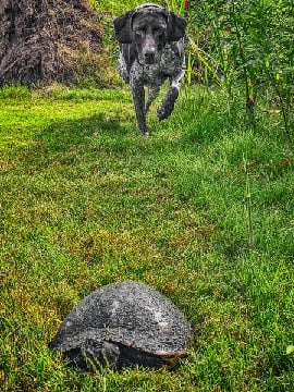 a dog running through the grass with a turtle turtle in the background