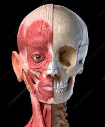 a human head and neck muscles anatomy of the human head