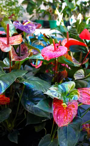 a bunch of flowers in a potted planter