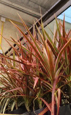 a potted red plant