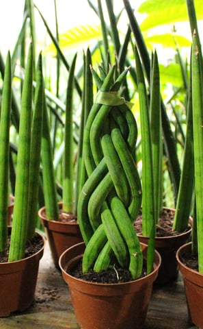 a variety of plants in pots on a table