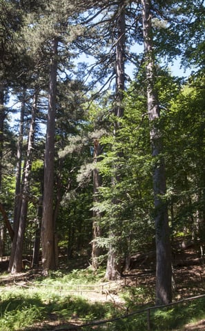A forest of trees in Sila