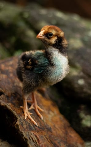 Gold Wyandotte chick