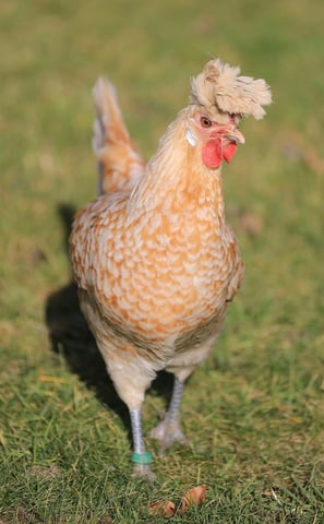 Appenzeller Spitzhauben hen
