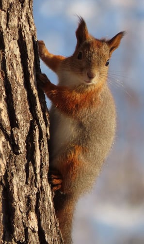 Eichhörnchen in Äkäslompolo