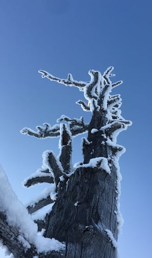 NaturKunst