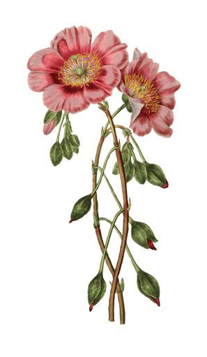 Vintage botanical illustration of a pair of pink flowers.