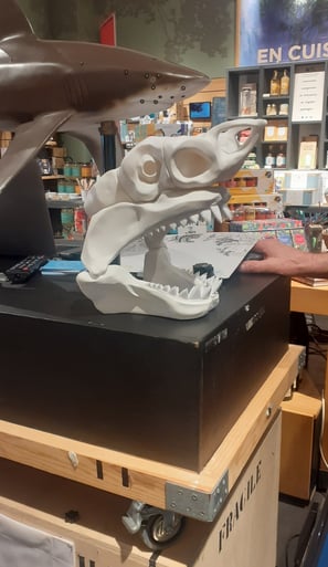 le crane d'un requin