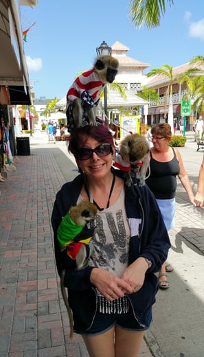 Monkeys on Lady Michelle in St. Kitts