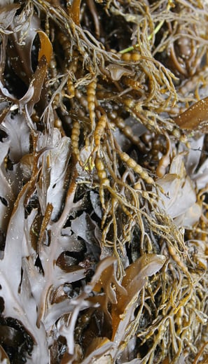 Seaweed