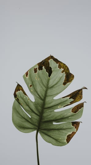 Monstera leaf with splits and brown crispy edges