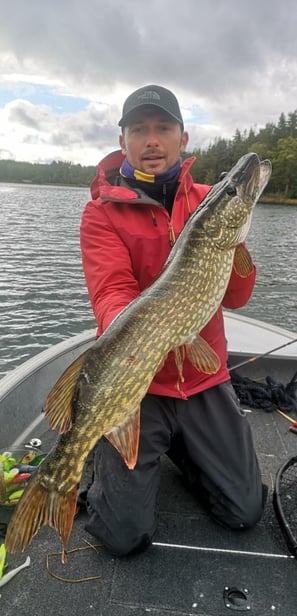 a fisherman is kneeling in a fishing boat in sweden, he caught a pike in sweden, he is happy.