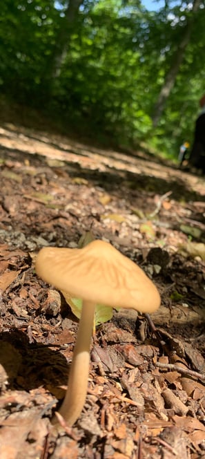 Pilz