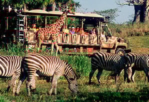 Animal Kingdom