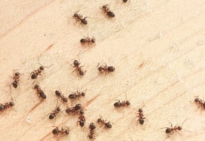 Ants Pest Control Service