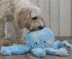 peluches pour chien