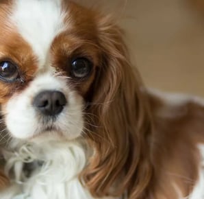 Cavalier King Charles spániel kutyafajtáról
