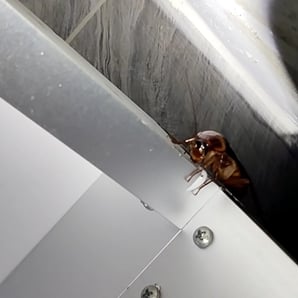 an american cockroach eating bait