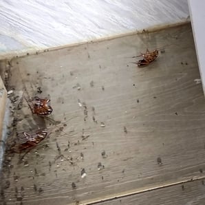 dead cockroaches after spray treatment