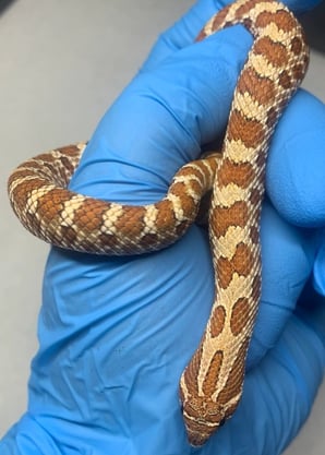 Red line influence western hognose