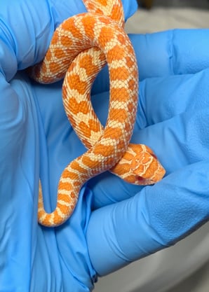 Female Albino Western Hognose