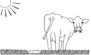 a jersey cow standing in a field of grass with a sun in the background and manure on the soil