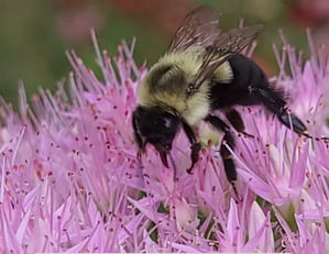 Discover God's Handiwork in Science!