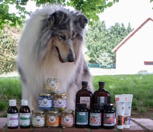 meilleurs compléments pour chien